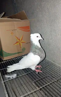 فروش جفت طوقی درجه یک