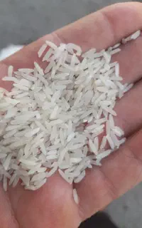 برنج ایرانی هاشمی درجه یک گیلان
