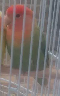 طوطی برزیلی گمشده