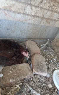 ماده مرغ اصیل