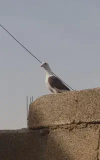 یک عدد ماده آلمانی