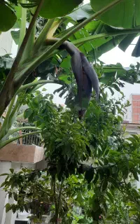 موز