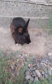 خرگوش ماده سیاه