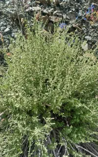 آویشن برگ پهن خوش بو عطربالا