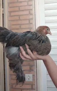 مرعو خروس