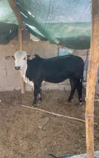 گوساله پاکستانی نر وگاو زاییده. زرند