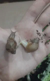 حلزون بهداشتی زیر قیمت