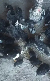 مرغ خروس گلین