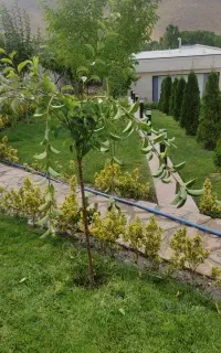 هرس تخصصی  فرم دهی و باردهی  درختان میوه