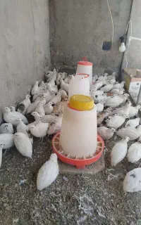 بلدرچین تخم گذار