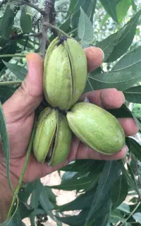 گردوپکان‌گرمسیری پیوندی گلدانی