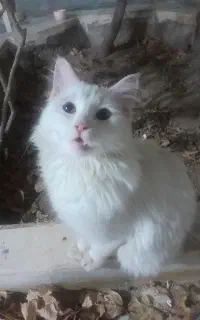 گم شده گربه پرشین سفید