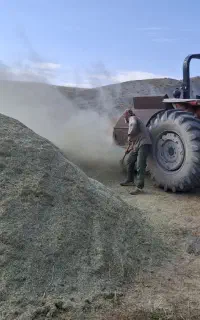 کاه یونجه دیم درجه یک