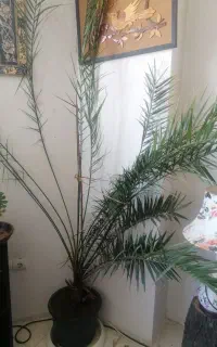 نخل زینتی گوشه سالن