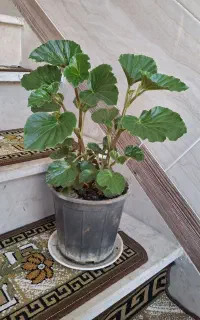 دو عدد گل عروسی