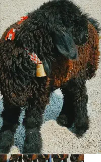 بره قوچ قنقور