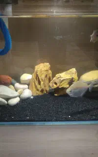 آکواریوم با لوازم تکمیل