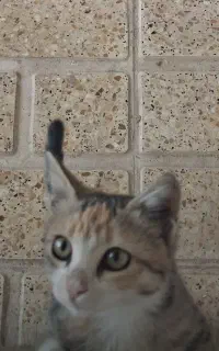 واگذاری بچه گربه