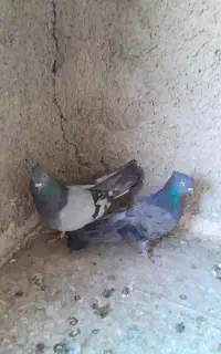 ۵ عدد کفتر  فقط ۱۱۰۰