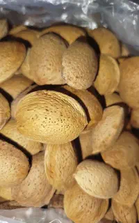 بادام درختی مغان