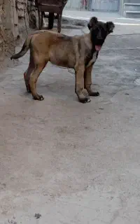 توله سرابی نر