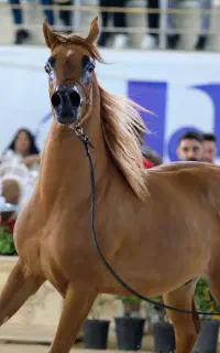 کشش سیلمی عرب دوسر وارداتی