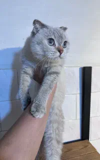 اسکاتیش چین چیلا