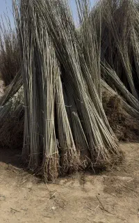 صنوبر کبوده یکساله فقط۷هزارتومان خریدصنوبر