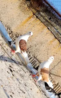 پشتی خالدار عروسک