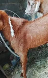 کهره،نر،منطقه سیاهو