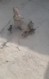 مرغ با جوجه و خروس