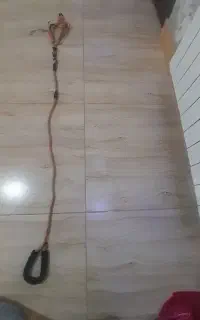 قلاده سگ