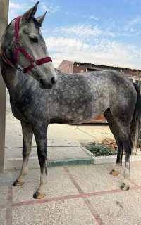 مادیان ترکمن خالص