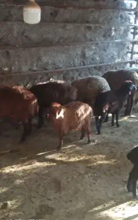 درحضورمشتری +زنده/+
