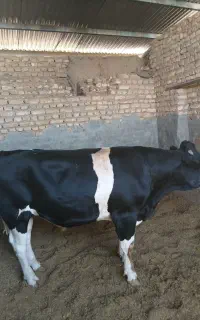 گوساله نر