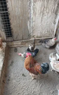 خروس و مرغ