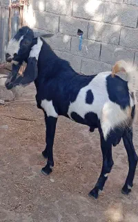 فروش چبش پنجابی