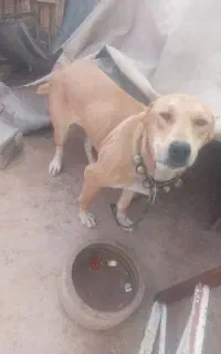 سگ نگهبان