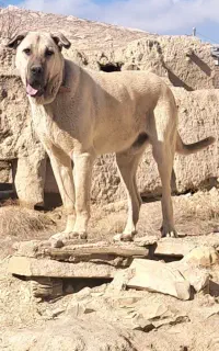 سگ نگهبان