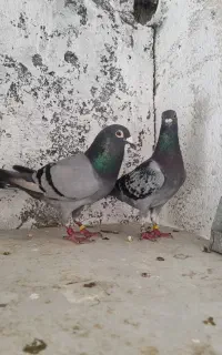 جفت کفتر پلاکی  مسافتی پرینت دار با جوجه
