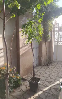 فروش نهال‌های زینتی و خوراکی