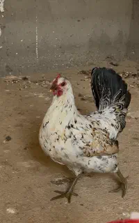 تخم مرغ گلین لری