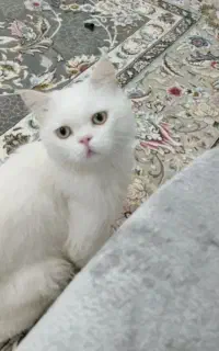 گربه
