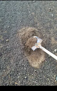 کود حیوانی گوسفند و گاو