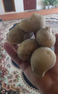 سیب زمینی