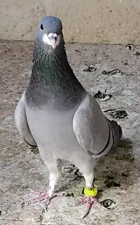 خرقه روس