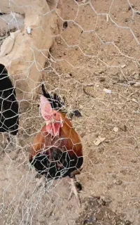 مرغ و جوجه بومی فروشی