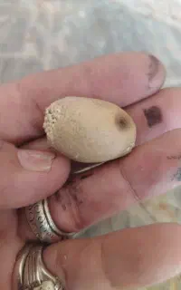 مهره کامل وبرش خورده