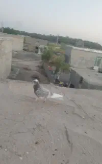 کبوتر