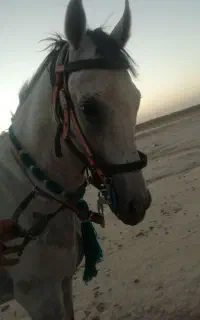 اسب